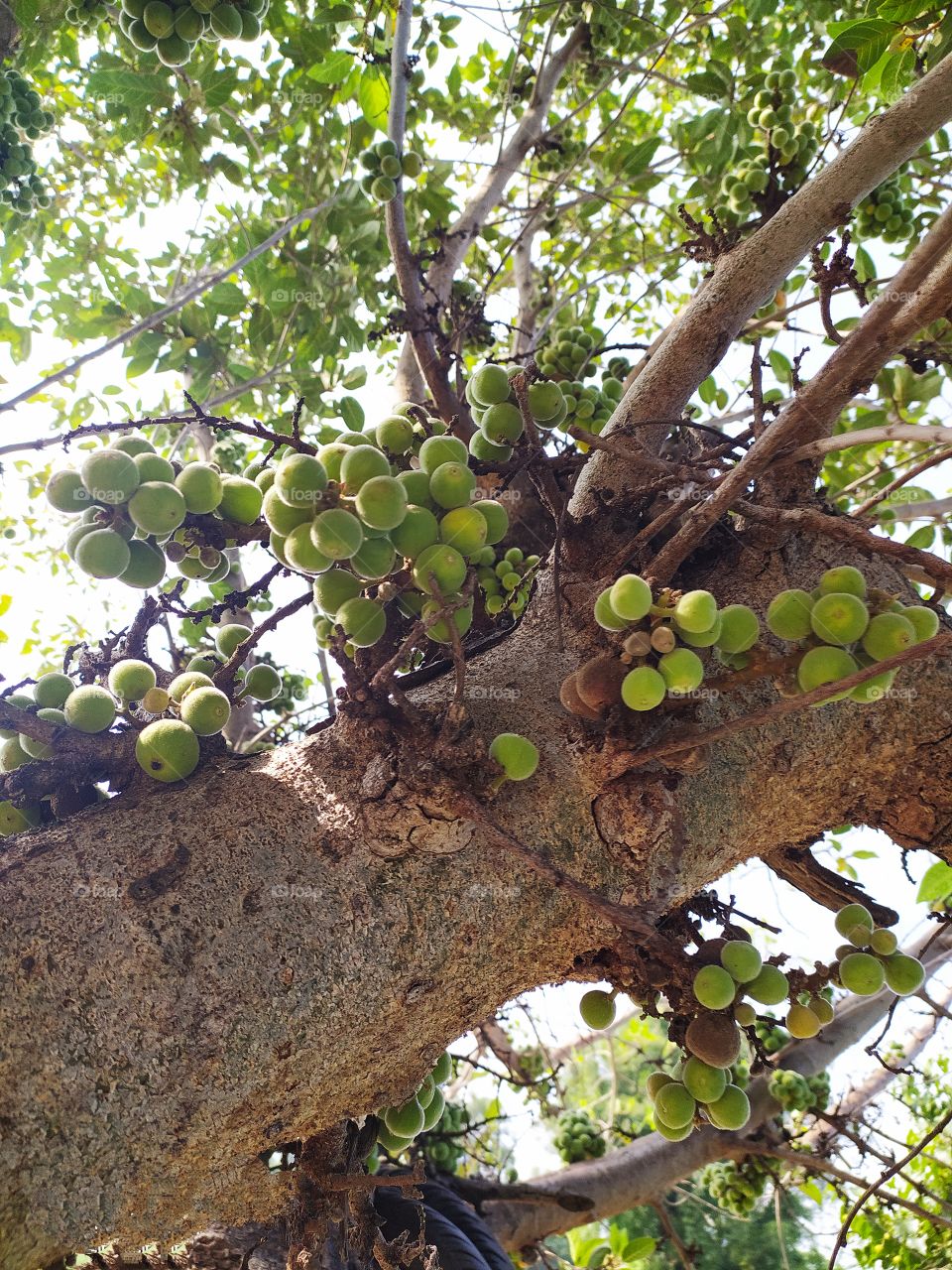 Ficus racemosa fruits tree or also called audumbara tree