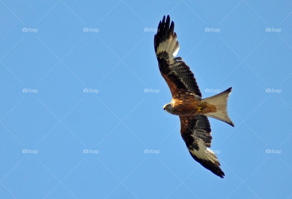 Brun Glada, Black Kite