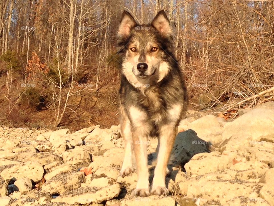 Brutal. Wolf dog with fall backdrop 