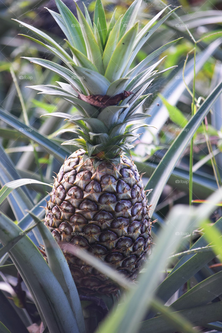 Pineapple Farm