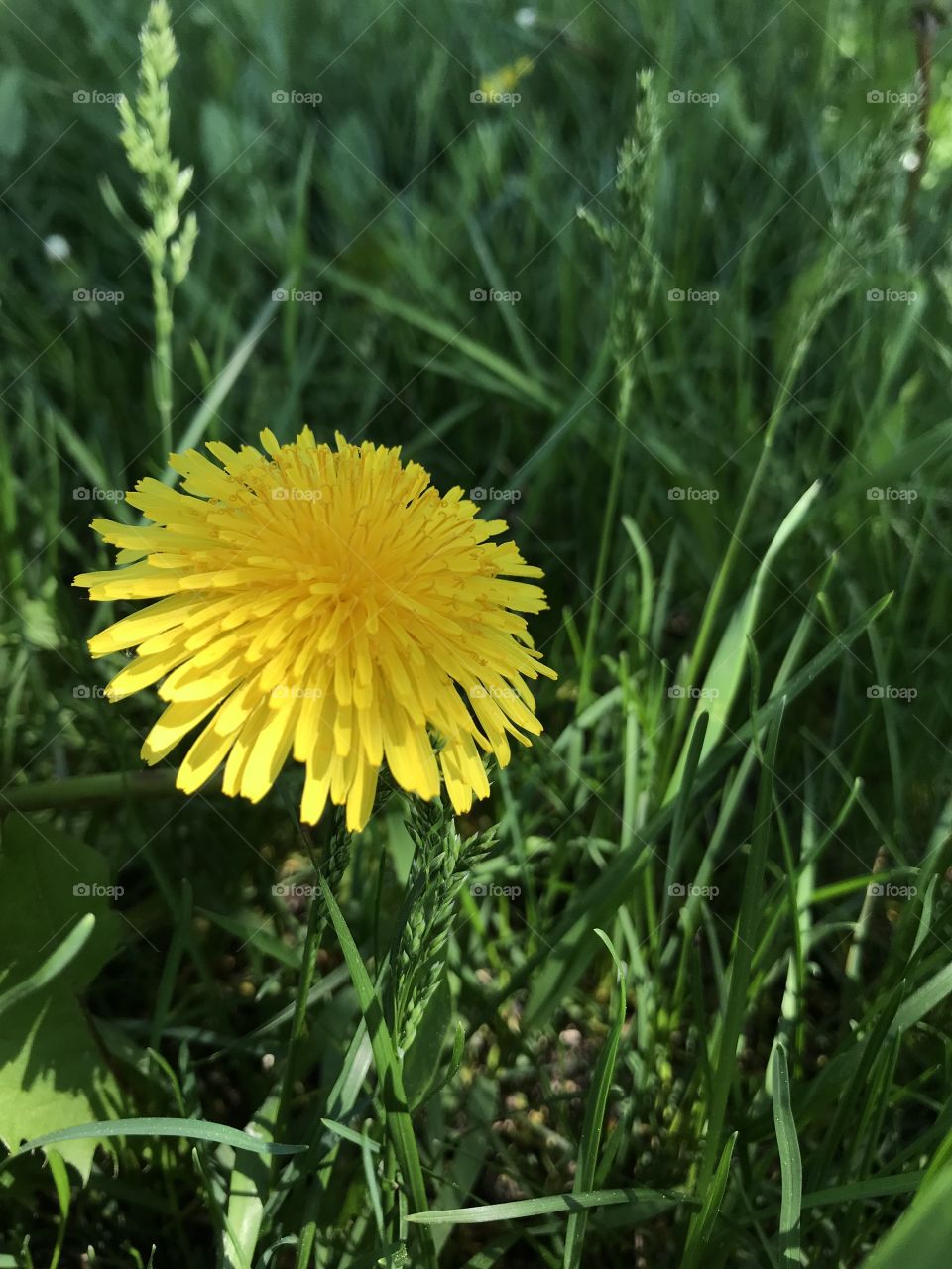 Dandelion