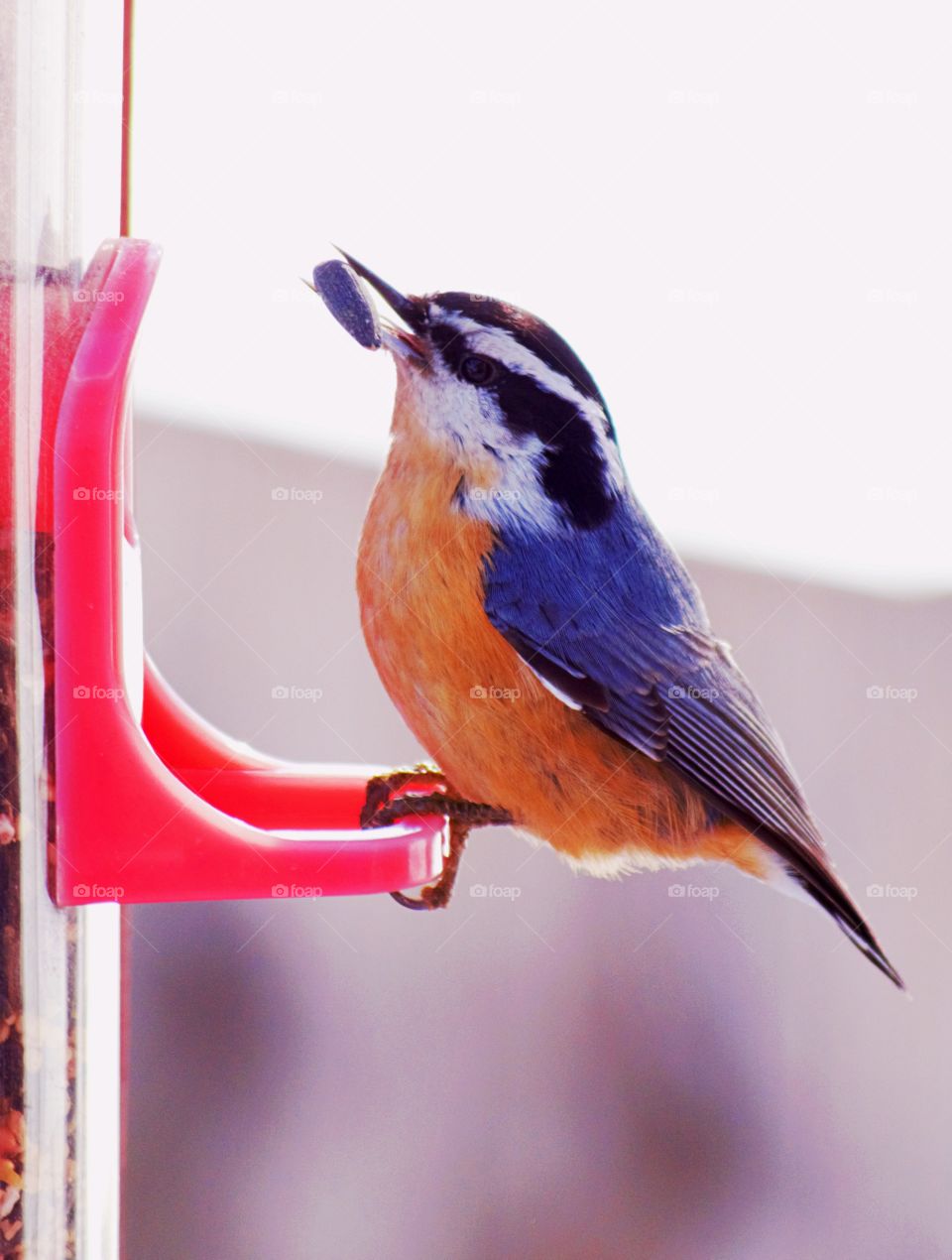 spring bird nuthatch