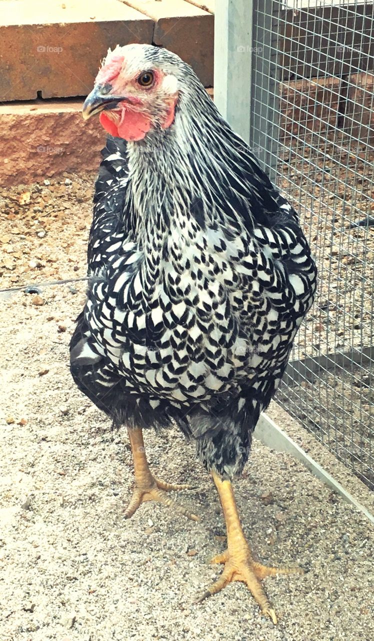 Young, pet silver laced Wyandotte pullet