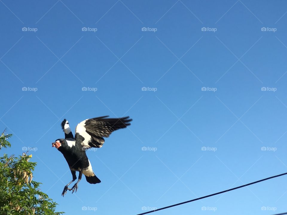 Magpie mid flight with carrion meat in beak minimalist blue sky negative space 