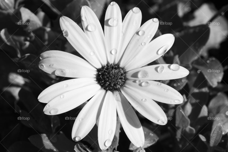 Daisy flower with raindrops, black and white 