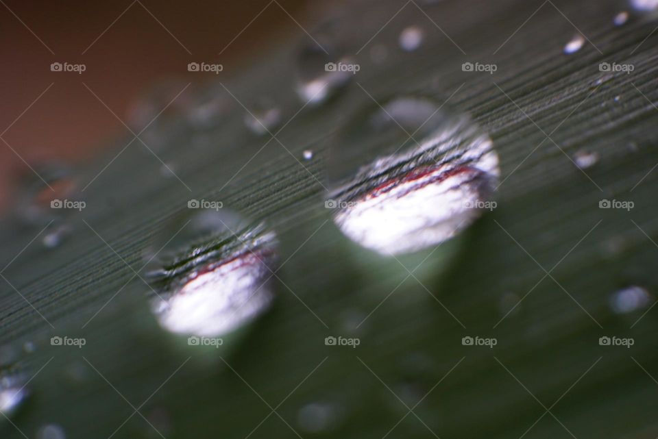 Drops#water#leaves#nature