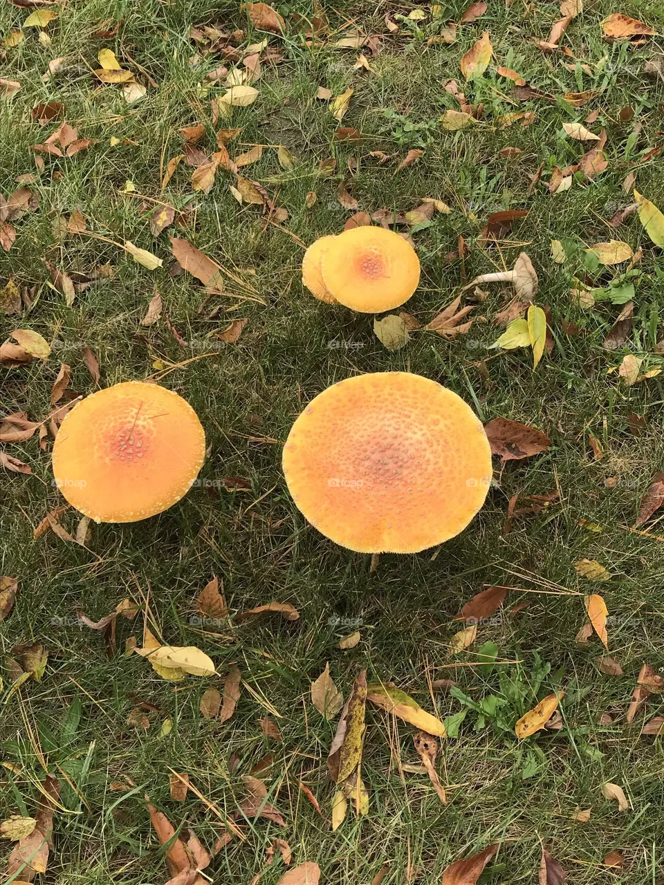 Mushroom 