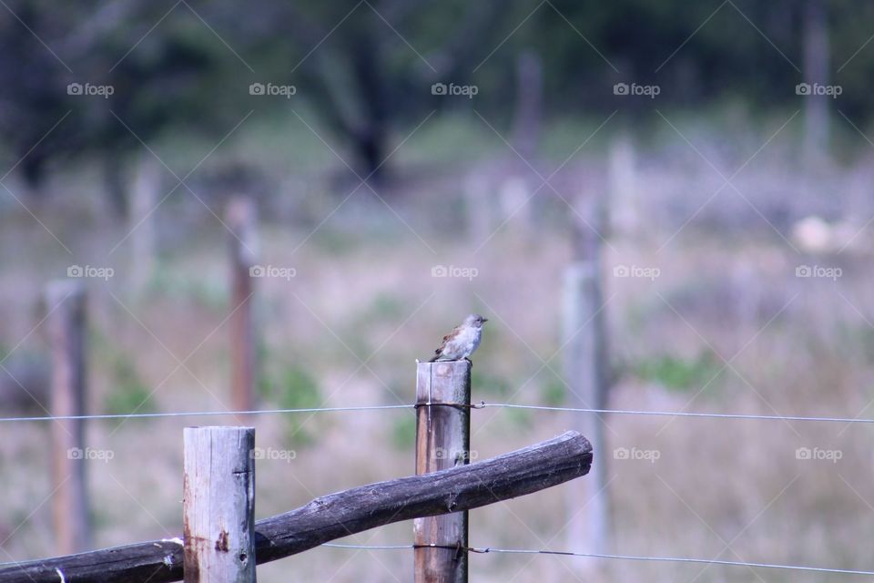 Tiny bird on wooden post