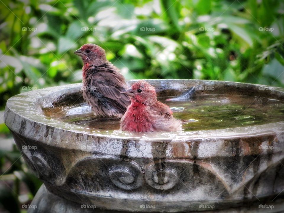 My yard Purple finches bathing