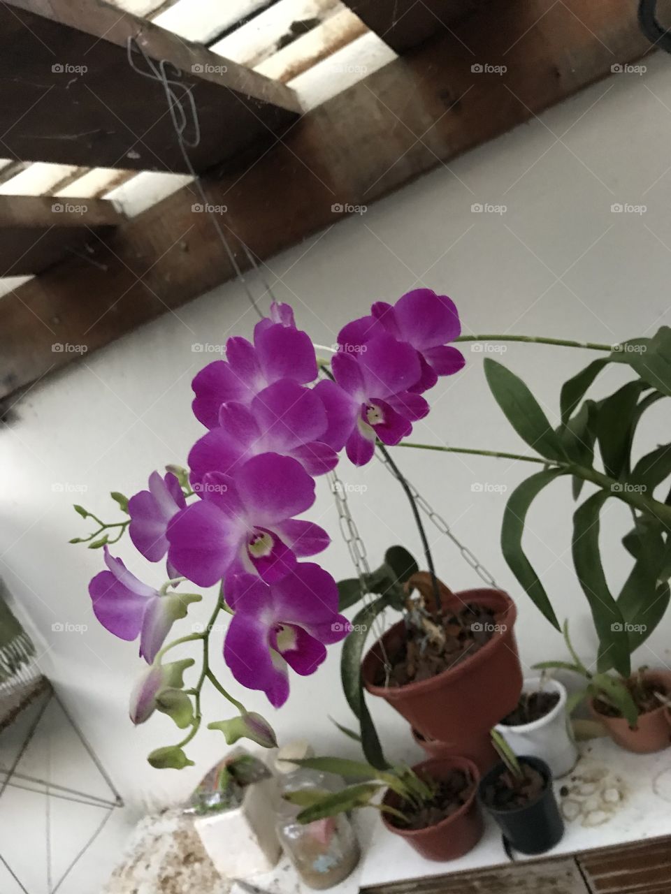 Orquídeas no meu jardim! 