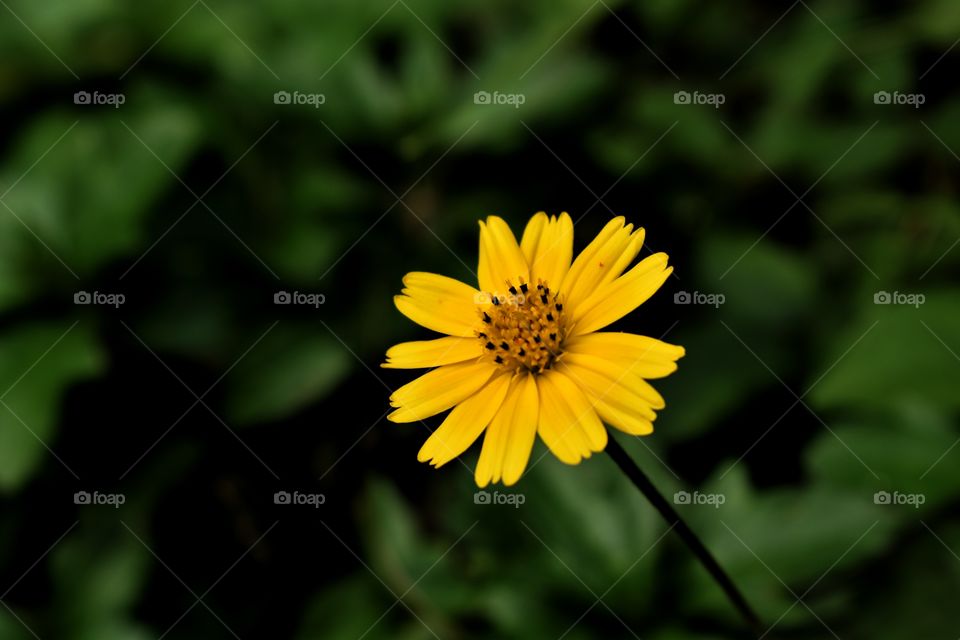 Yellow flower in forest