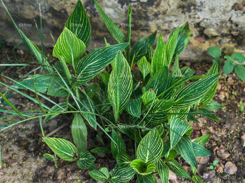 Big leaves plant in my garden