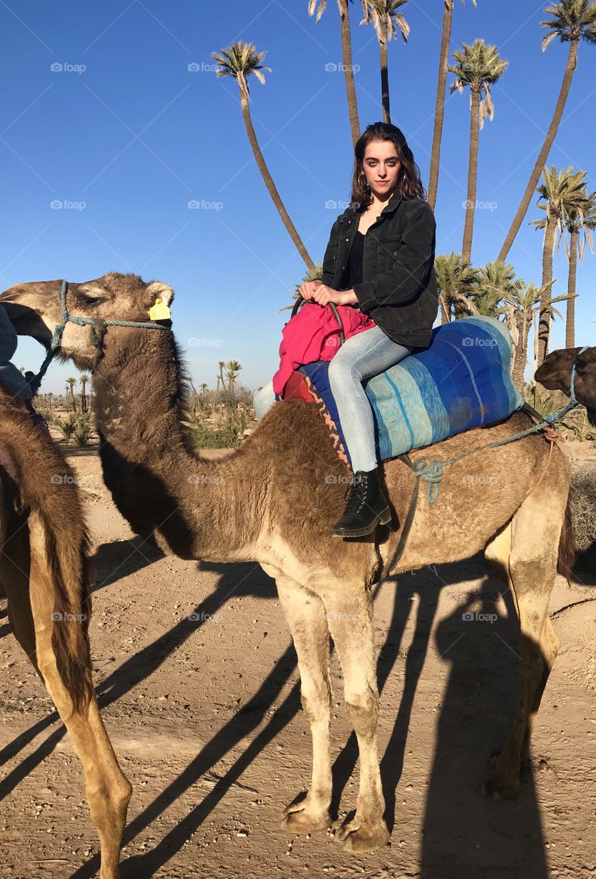 Taking the camel to work