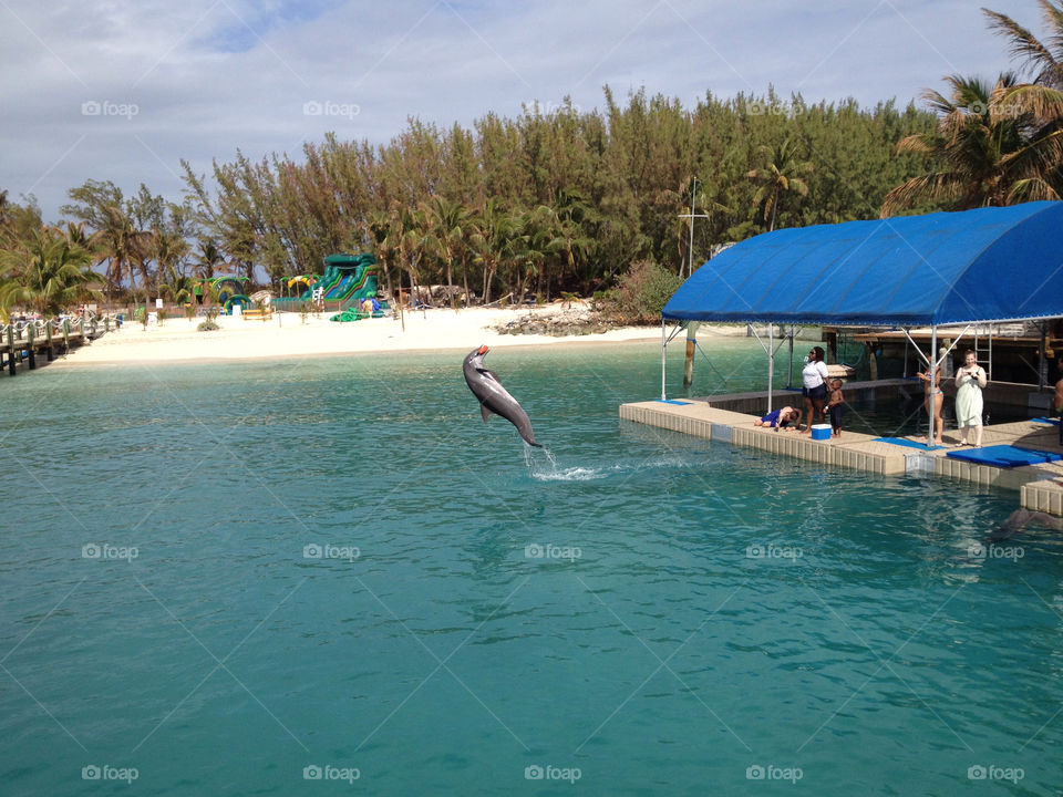 beach blue lagoon dolphin bahamas by benmathews