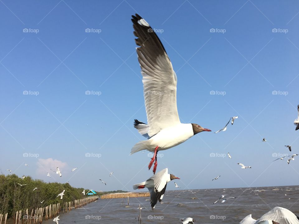 Seagulls flying over sea