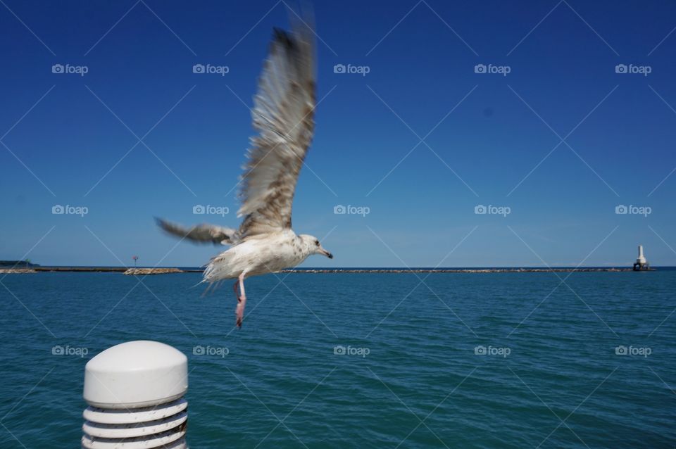 Sea Birds. Seagull Taking Flight