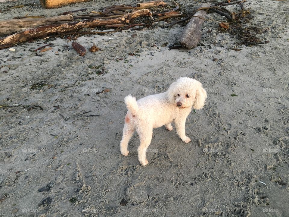 Dog on a beach