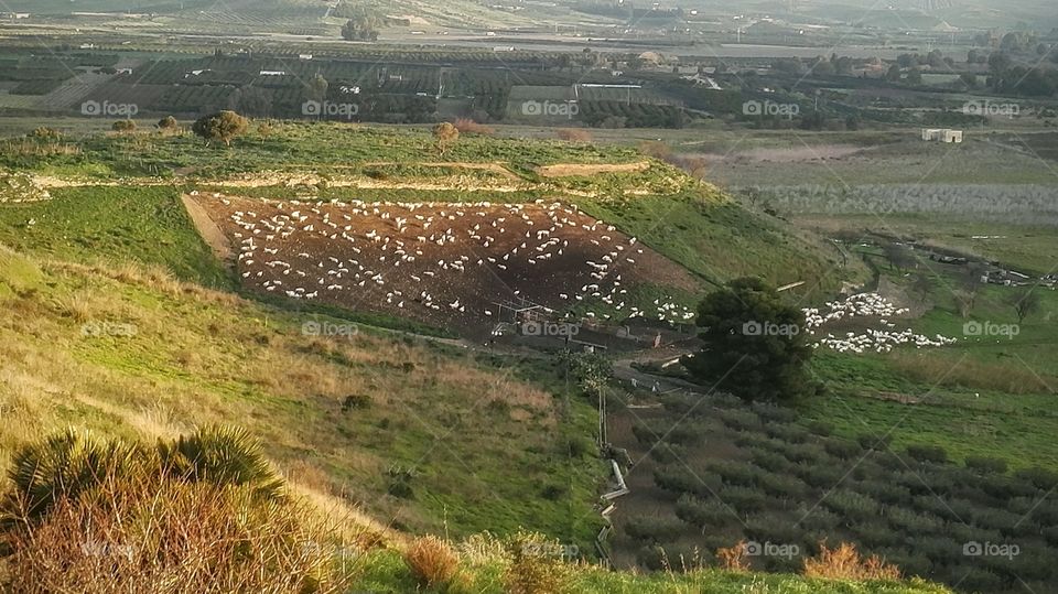 panorama vallata Pecore gregge