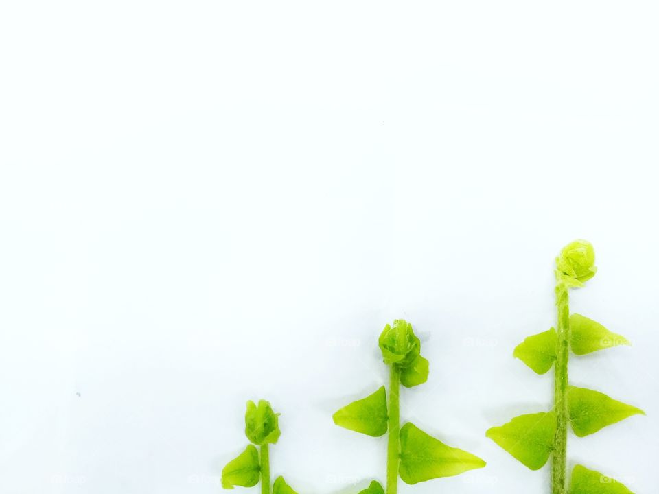 Leaf fresh with green color with white background