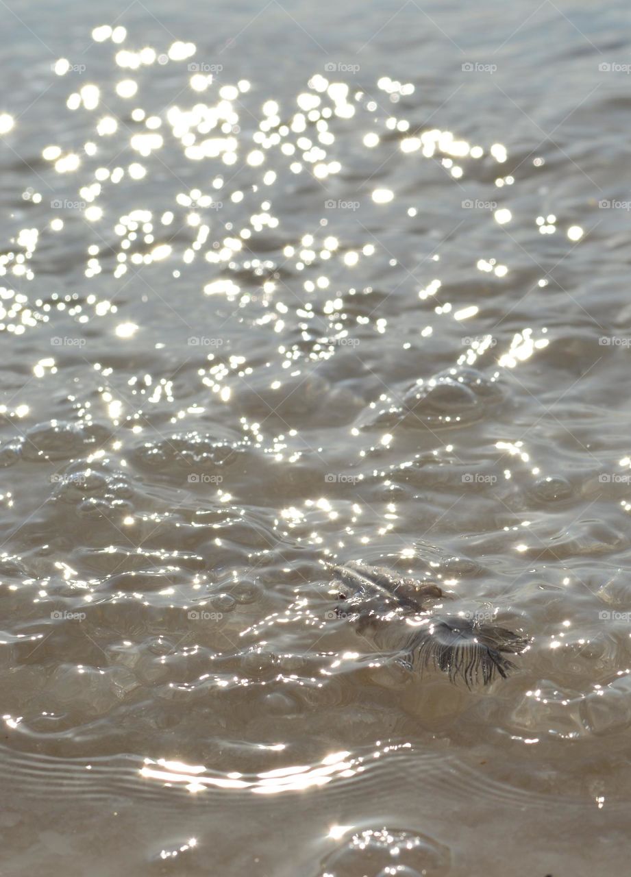feather and water