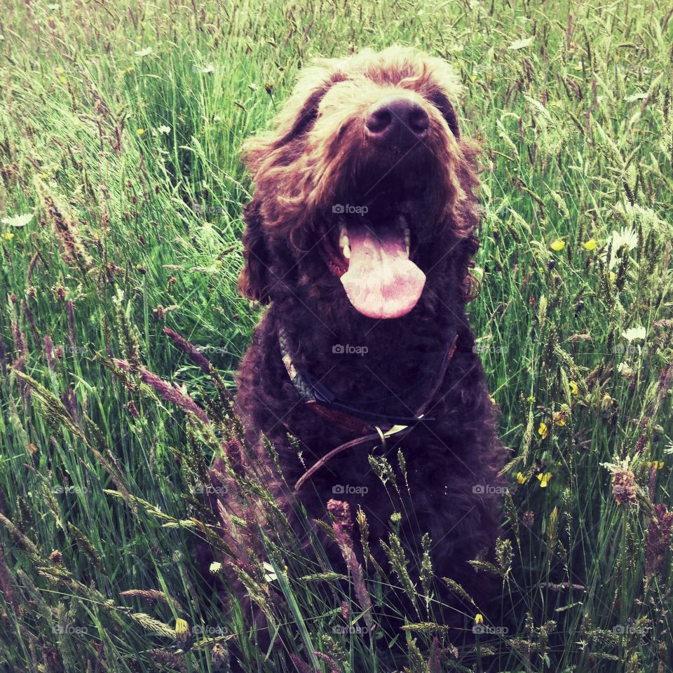 Chocolate brown Labradoodle dog.
