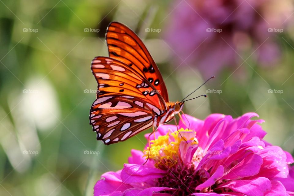 Beautiful Gulf Fritillary 