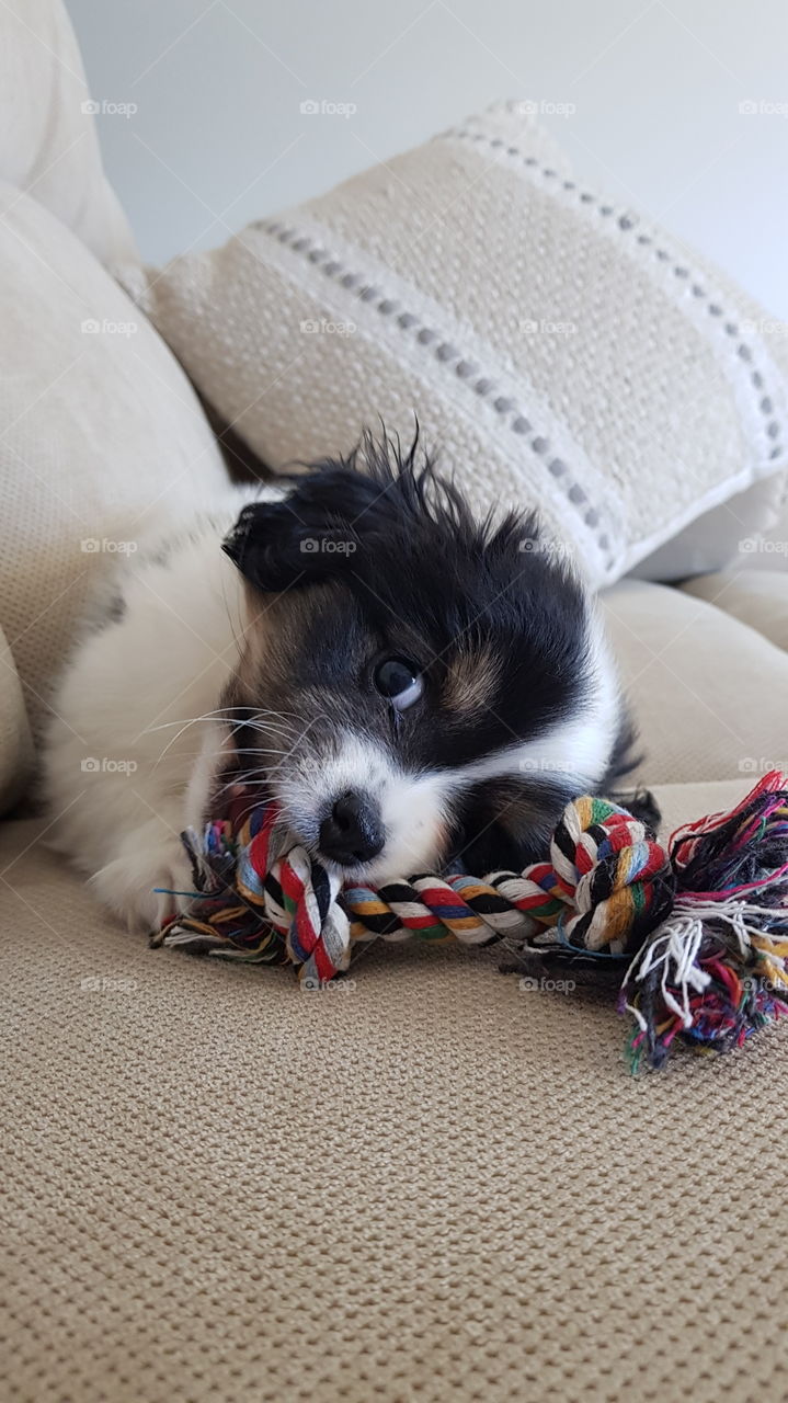 Puppy Rope Play time