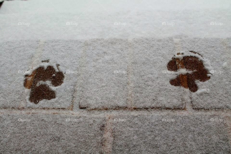 Pup prints 