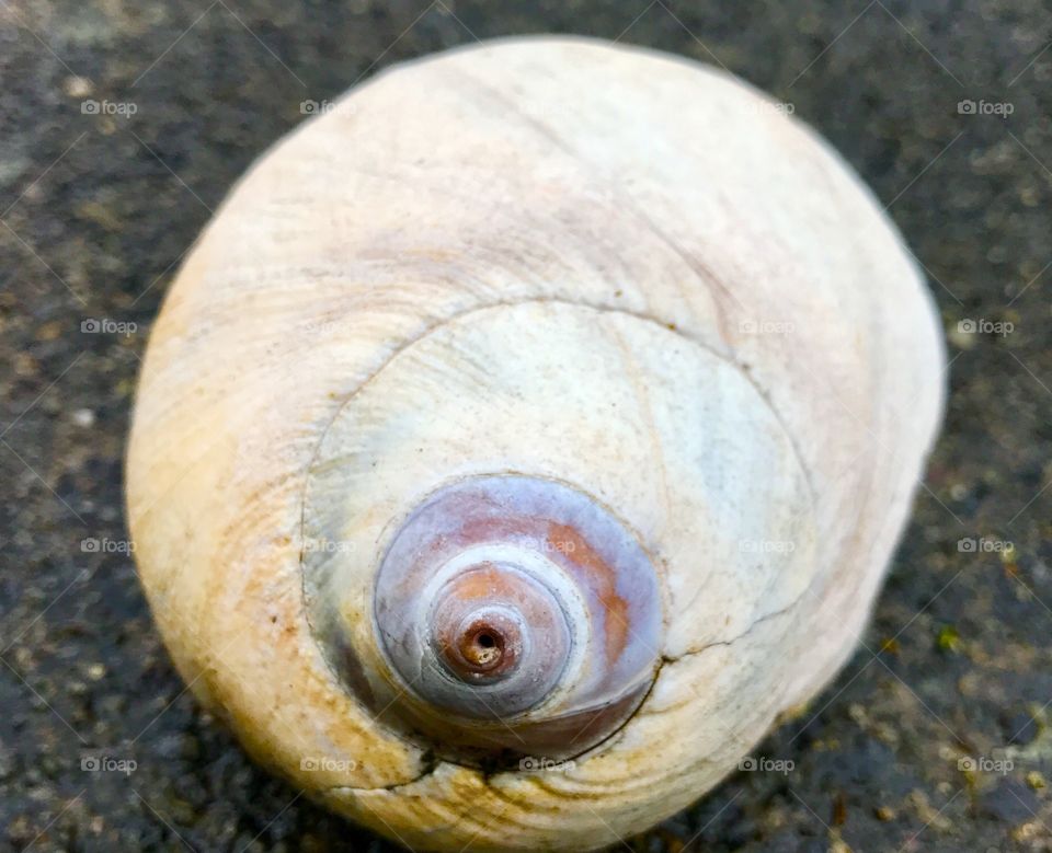 Shell, Shellfish, Snail, Spiral, Nature