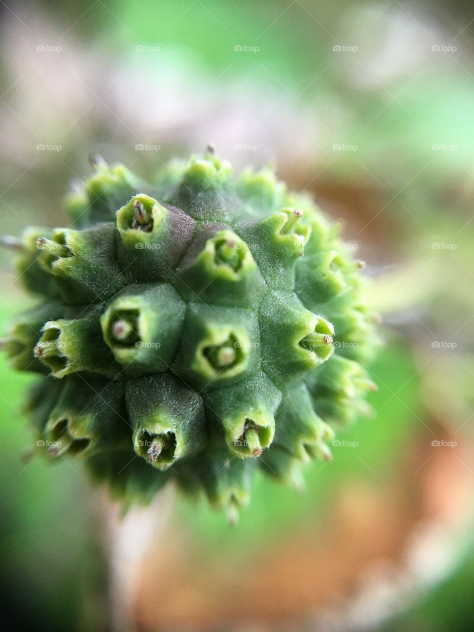 Tree fruit closeup