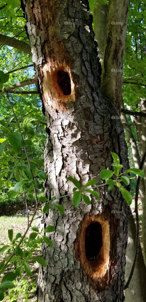 Woodpecker Holes In A Tree