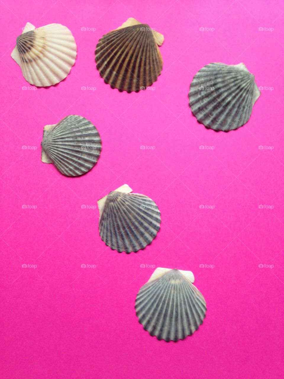 Shells 
