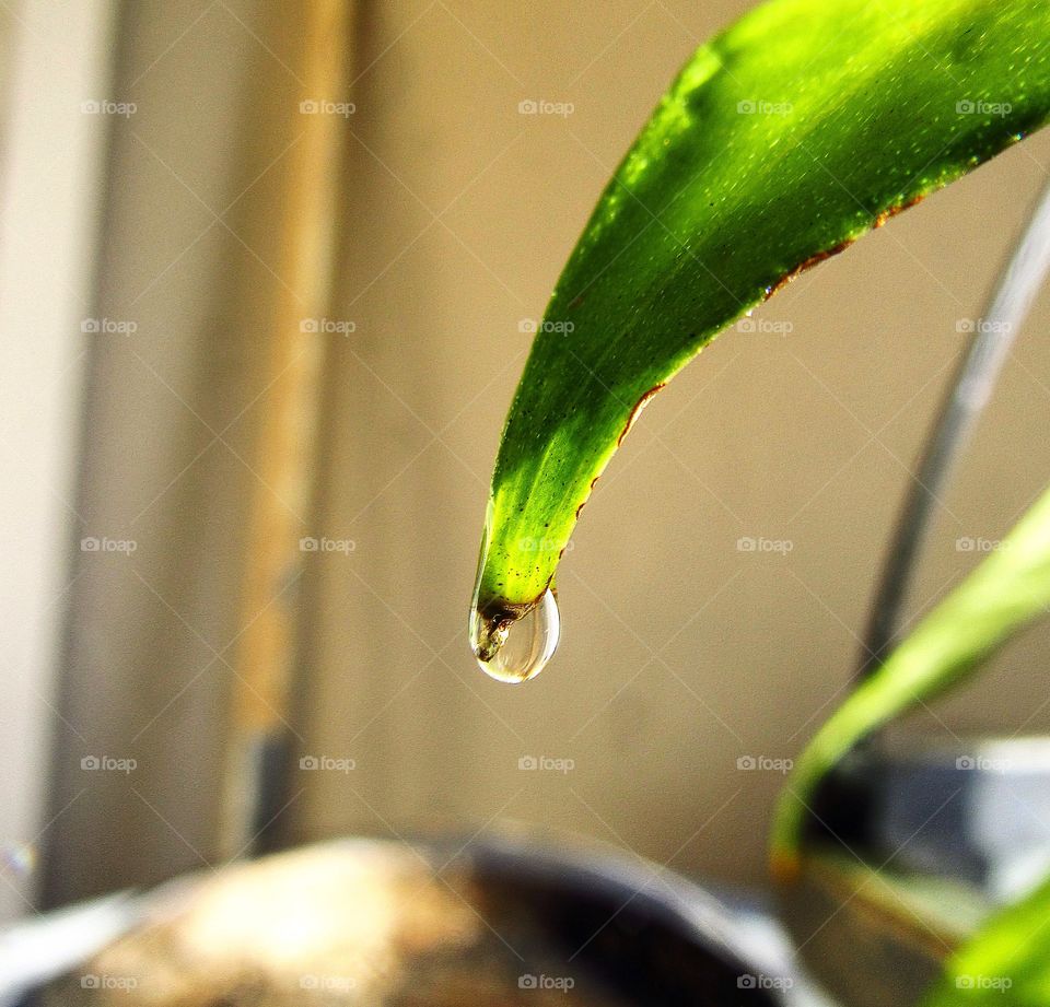 Water drop on a plant