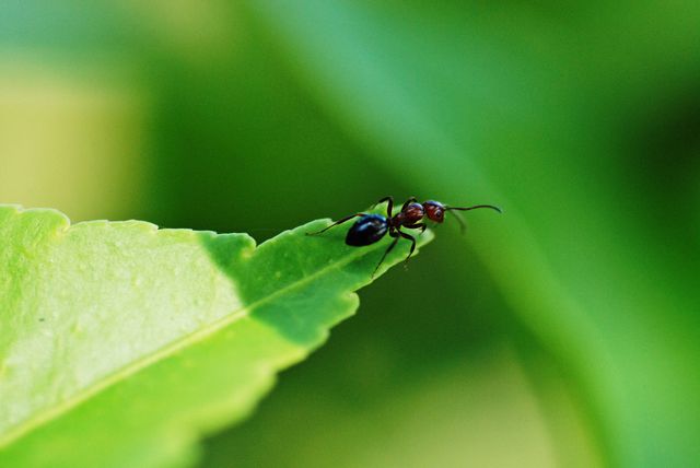 Ant on green leaf