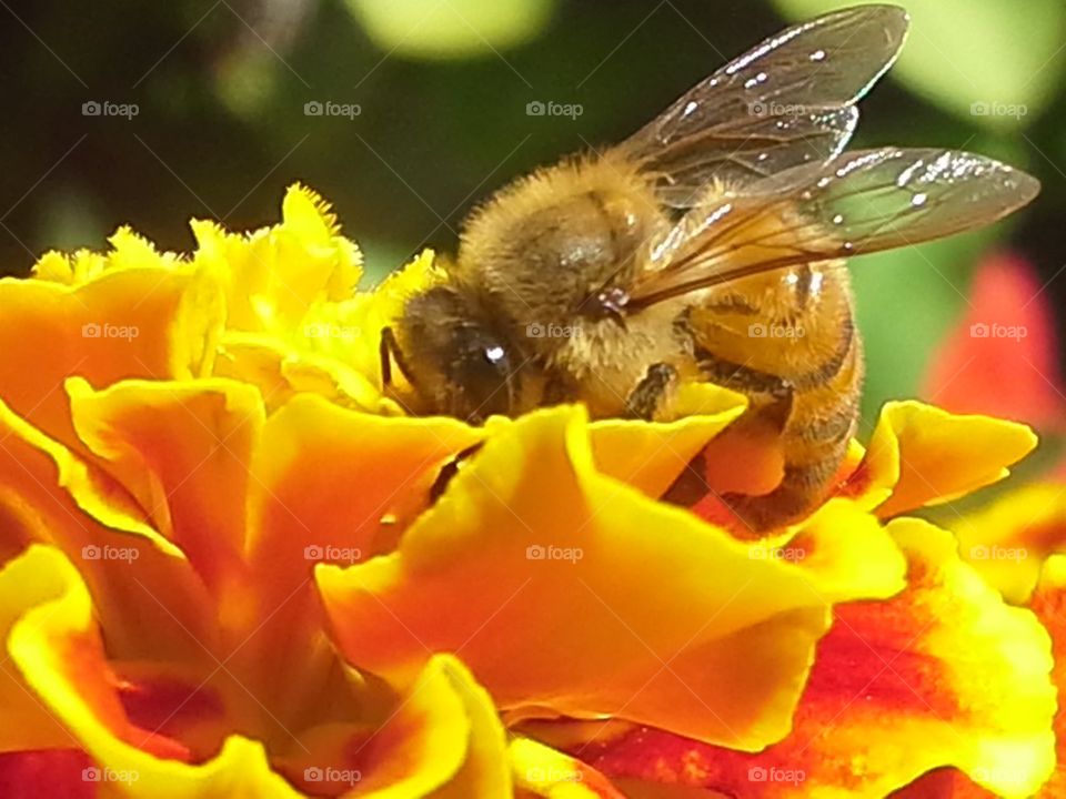 honey bee