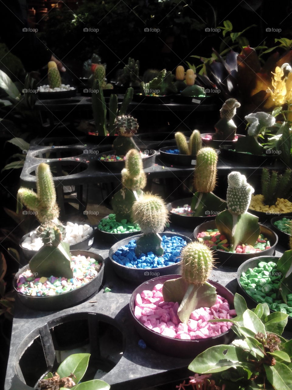 Lovely Kaktus :-)