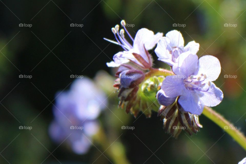 Close up of a cluster of wildflowers