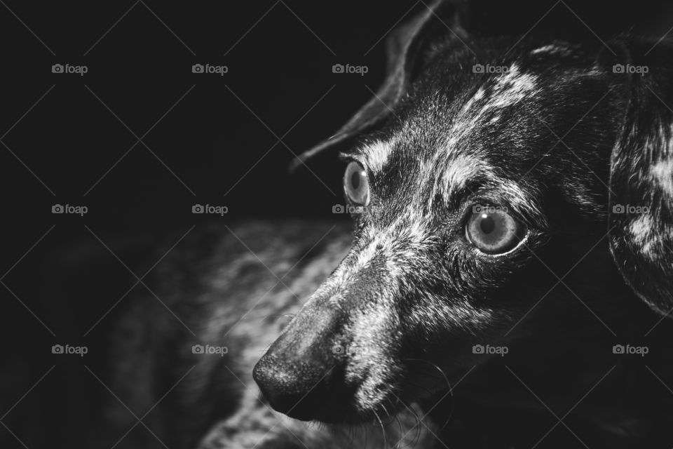 Black and white small dog profile