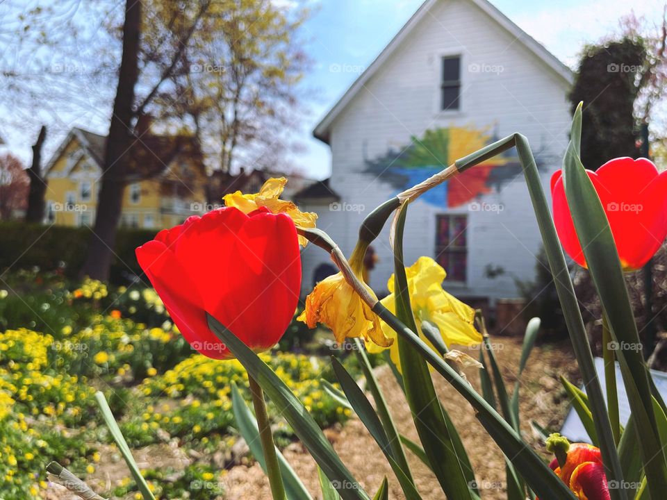 Spring flowers in a garden