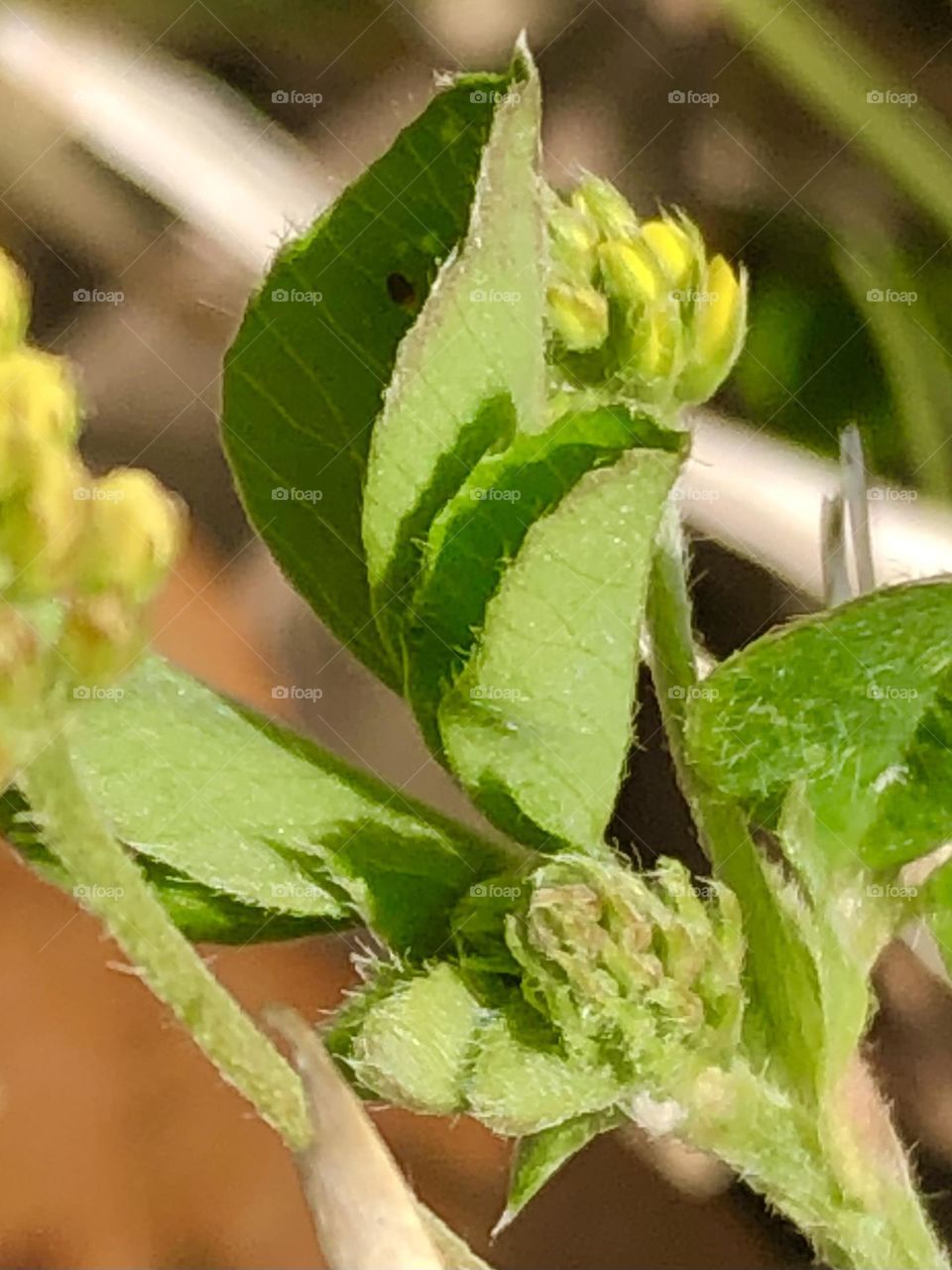 Smallest flowers blooming from a clover patch. The streak behind them is a blade of grass!!