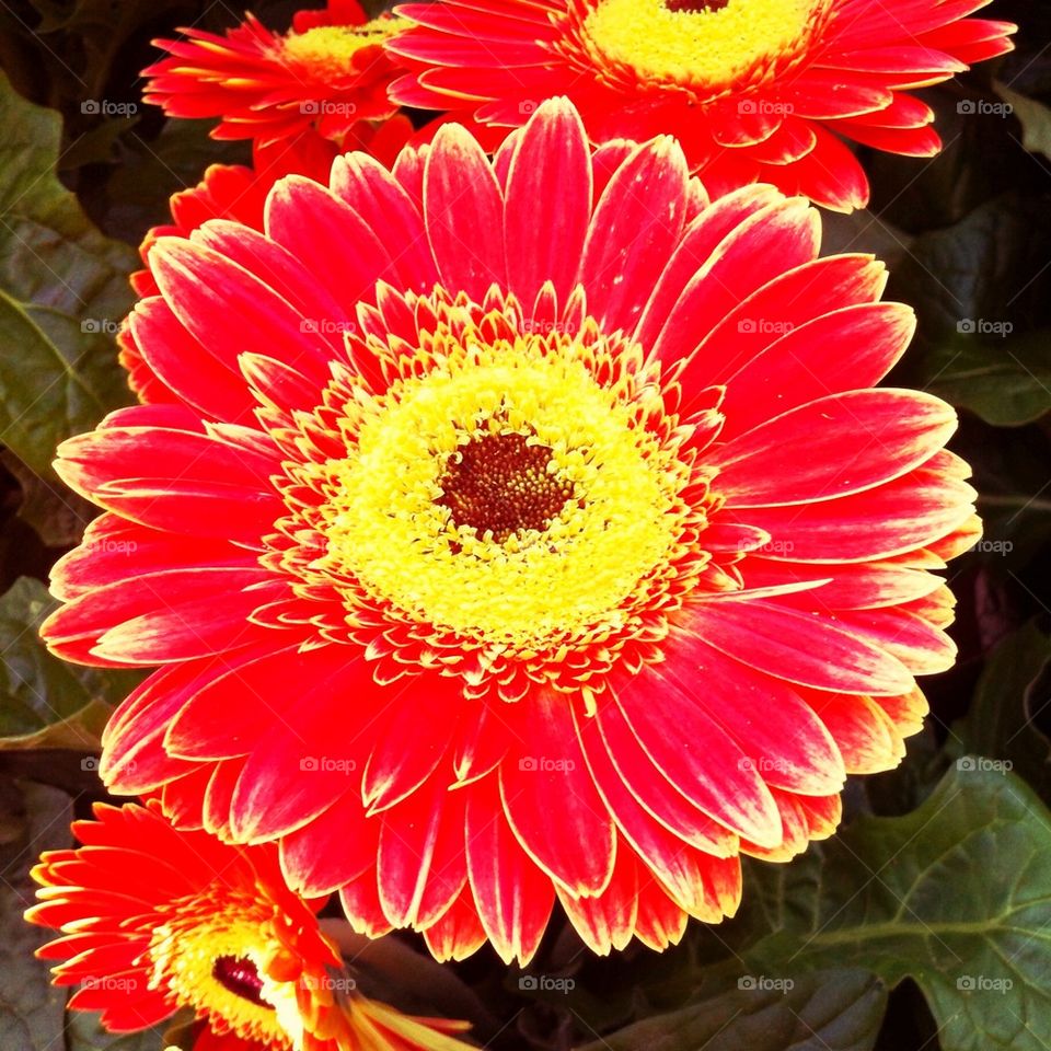 Flowering gerbera plants in summer.