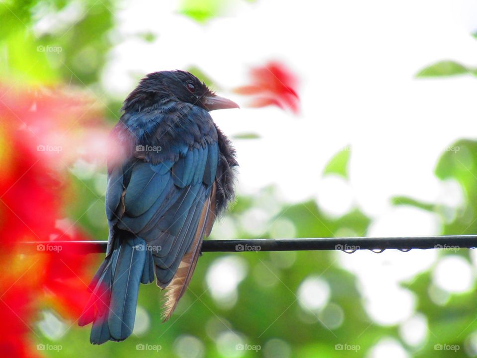 The black drongo (Dicrurus macrocercus) is a small Asian passerine bird of the drongo family Dicruridae.