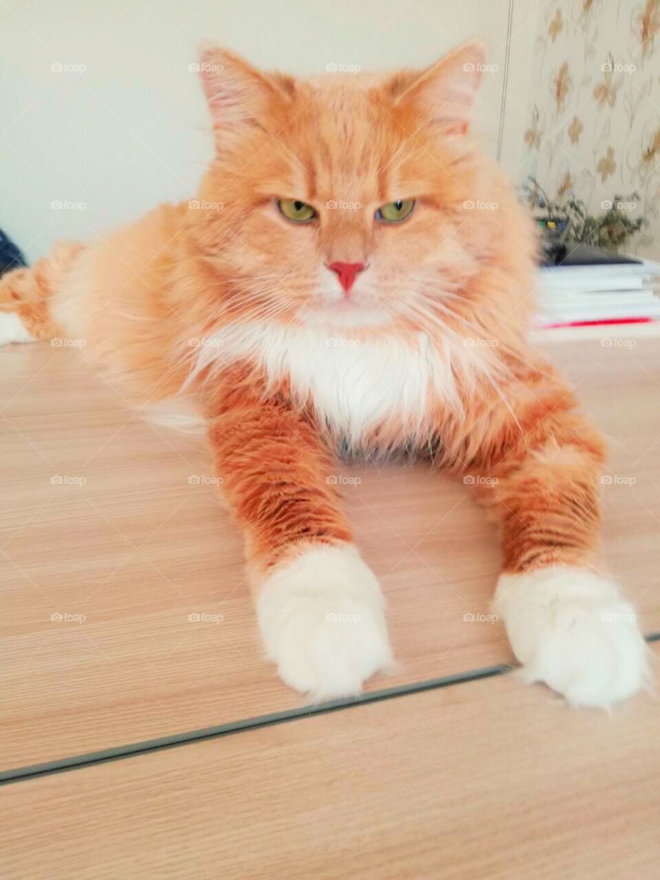 Ginger cat with white paws and chest lying on table