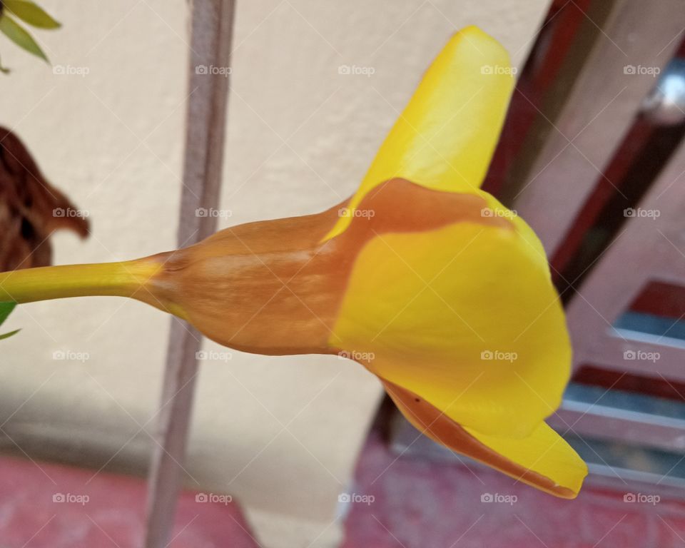 beautiful yellow morning glory flower