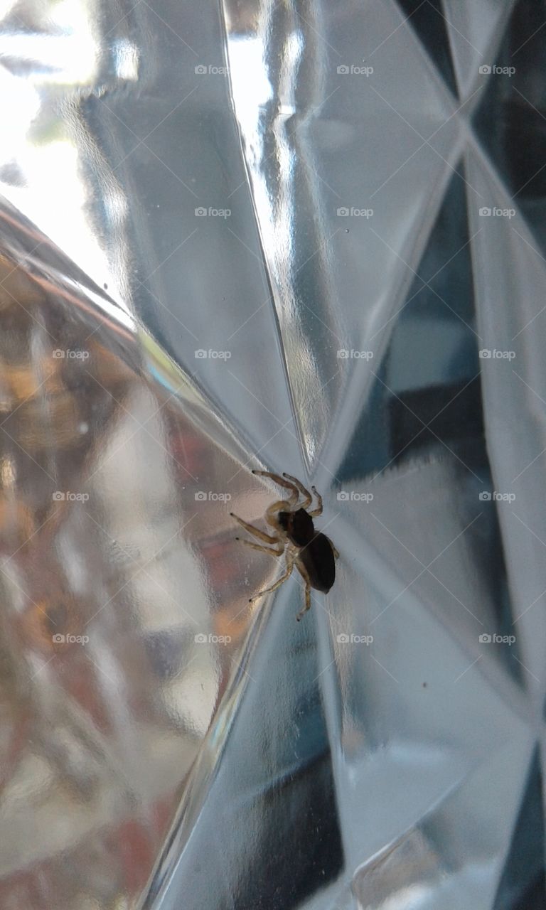 little spider on glass