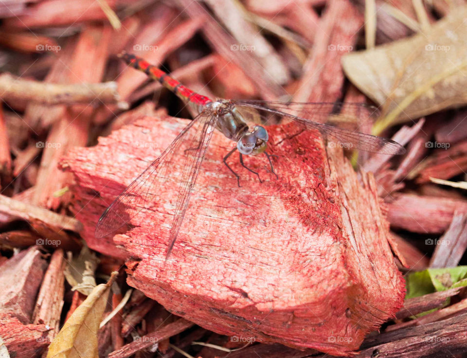 red dragonfly