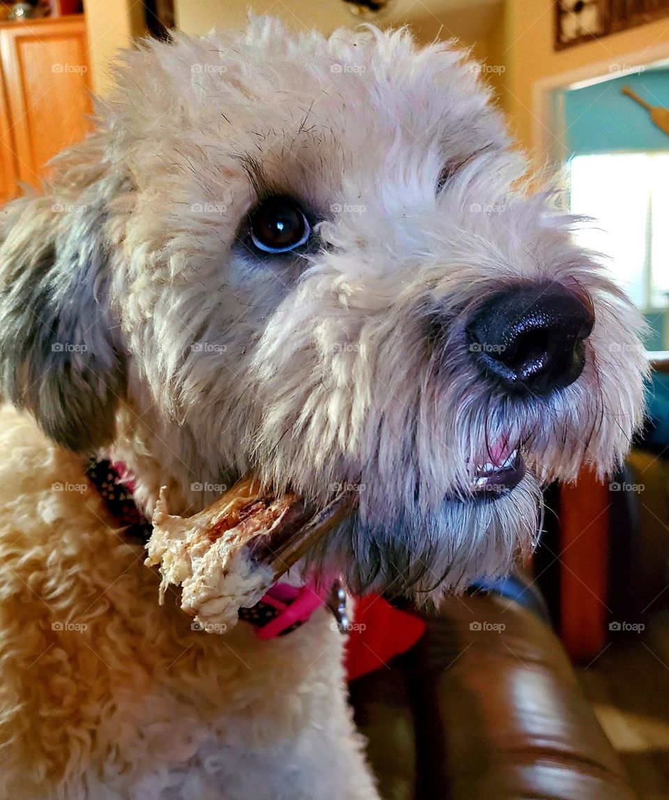 Our wheaten terrier Daisy is very protective of her bones, especially when mostly chewed up