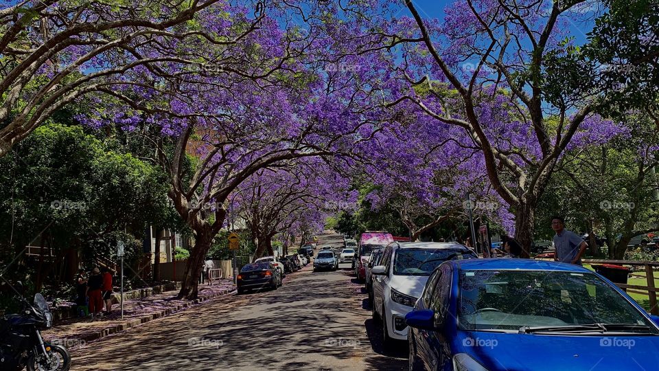THE DREAM TREE: JACARANDA TREE  , beautiful purple trees around Australia
