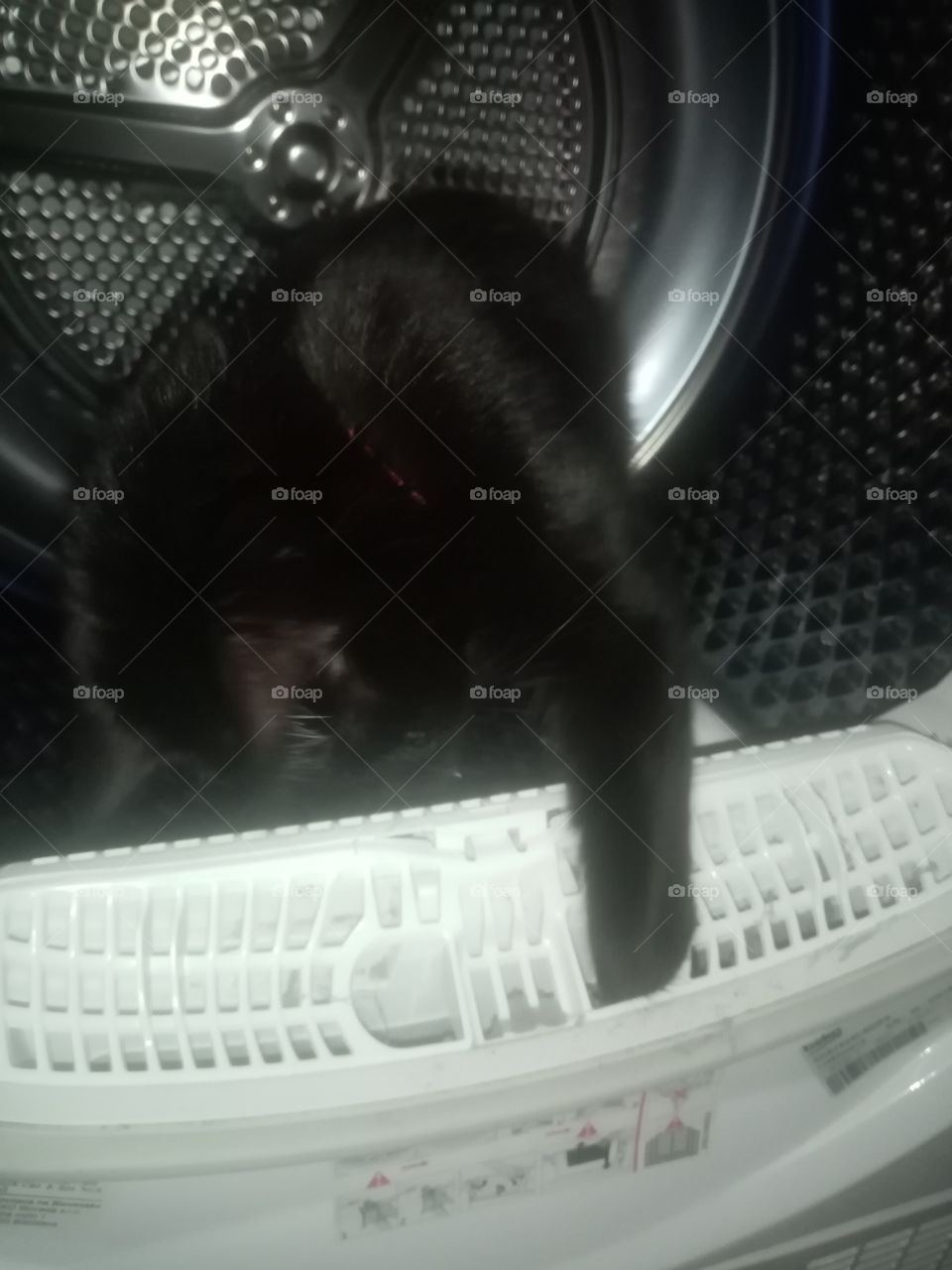 Cat in the dryer