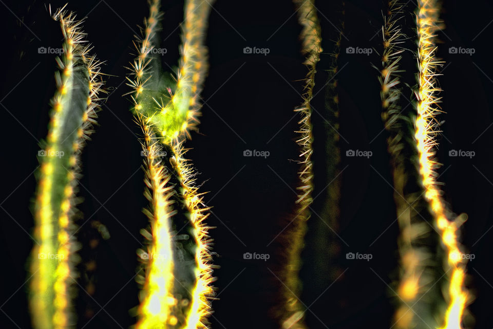 cactus